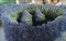 Lavender Dried Ultra Blue Bundles 200+ Stems (16" - 18" Long) for Home Decor, Crafts, Gift,Wedding or Any Occasion